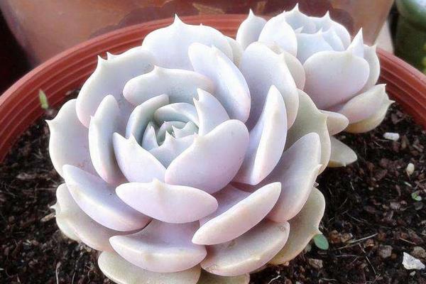 多肉植物丽娜莲和露娜莲的区别是什么(哪个贵)丽娜莲的养殖方法