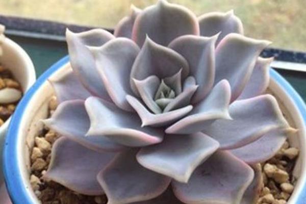 多肉植物丽娜莲和露娜莲的区别是什么(哪个贵)丽娜莲的养殖方法