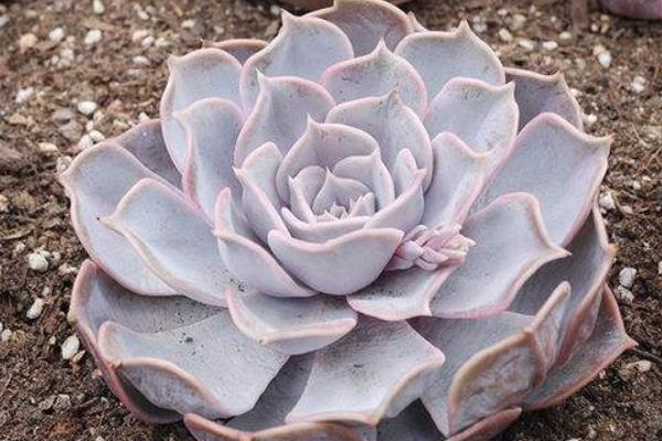 多肉植物丽娜莲和露娜莲的区别是什么(哪个贵)丽娜莲的养殖方法