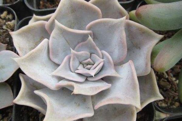 多肉植物丽娜莲和露娜莲的区别是什么(哪个贵)丽娜莲的养殖方法