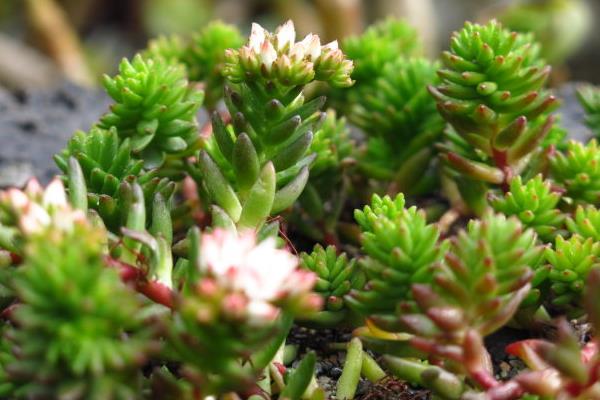 白花小松图片大全(老桩) 多肉白花小松特点与简介