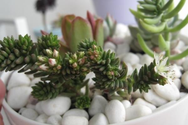 白花小松图片大全(老桩) 多肉白花小松特点与简介