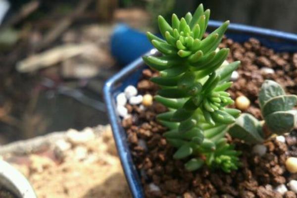 白花小松图片大全(老桩) 多肉白花小松特点与简介