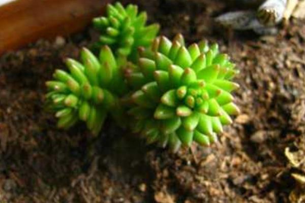 白花小松图片大全(老桩) 多肉白花小松特点与简介