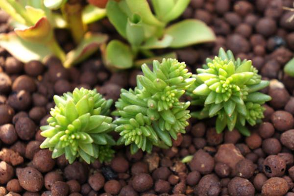 白花小松图片大全(老桩) 多肉白花小松特点与简介