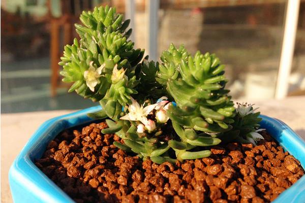 白花小松图片大全(老桩) 多肉白花小松特点与简介