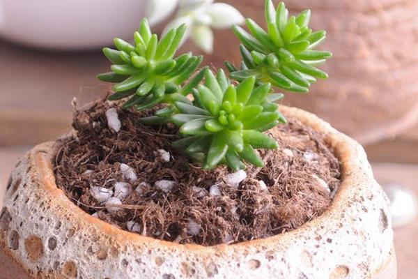 白花小松图片大全(老桩) 多肉白花小松特点与简介