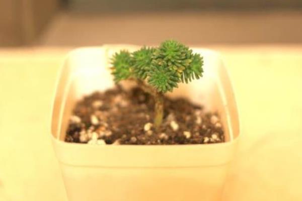 白花小松图片大全(老桩) 多肉白花小松特点与简介