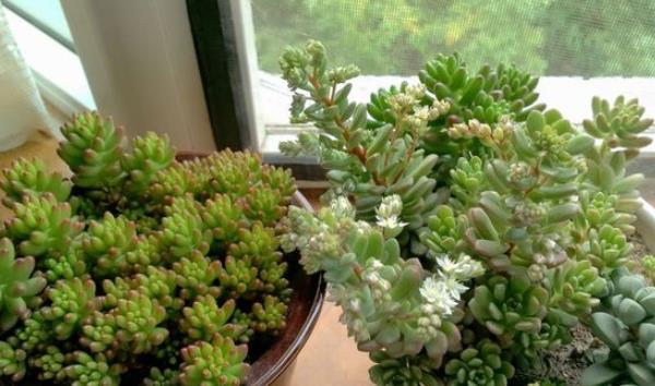 白花小松图片大全(老桩) 多肉白花小松特点与简介