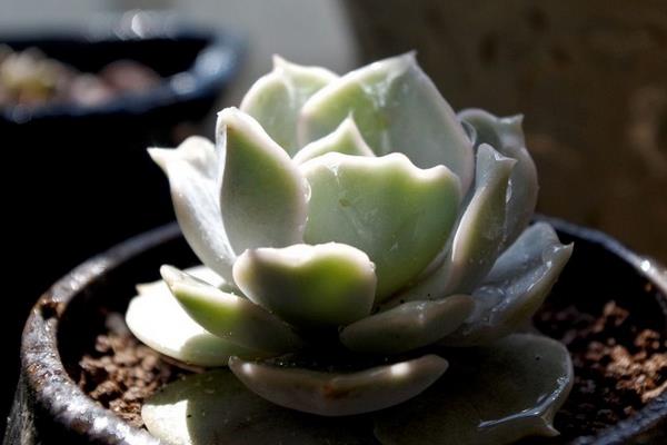 丽娜莲多肉图片大全（含多头老桩） 丽娜莲特点与简介