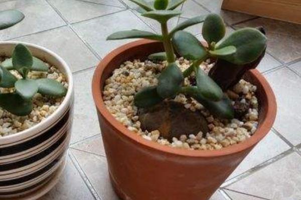 玉树怎么养 玉树的养殖方法(浇水、施肥)