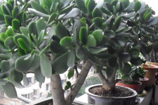 玉树怎么养 玉树的养殖方法(浇水、施肥)