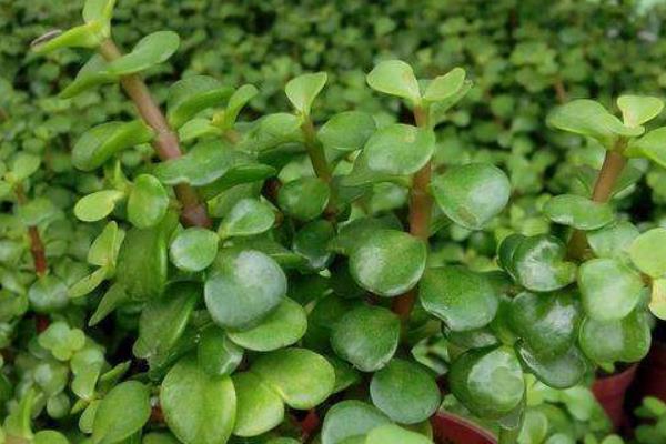 玉树怎么养 玉树的养殖方法(浇水、施肥)