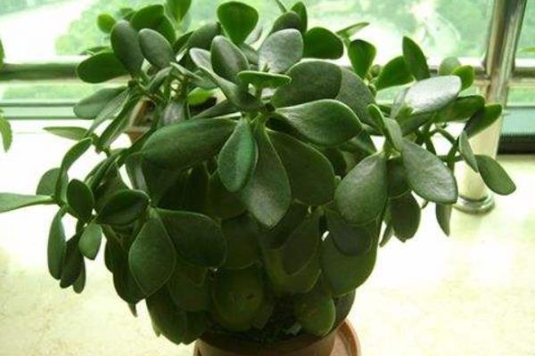 玉树怎么养 玉树的养殖方法(浇水、施肥)