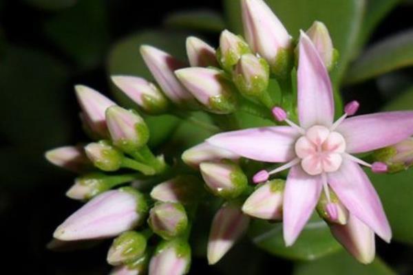 玉树怎么养 玉树的养殖方法(浇水、施肥)