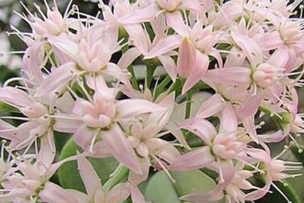 玉树怎么养 玉树的养殖方法(浇水、施肥)