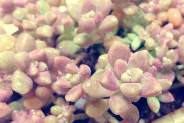 姬秋丽和丸叶姬秋丽的区别是什么（哪个更珍贵）  姬秋丽的家庭养殖方法