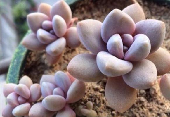 冬美人多肉图片大全(含开花) 冬美人如何养