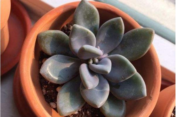 冬美人多肉图片大全(含开花) 冬美人如何养