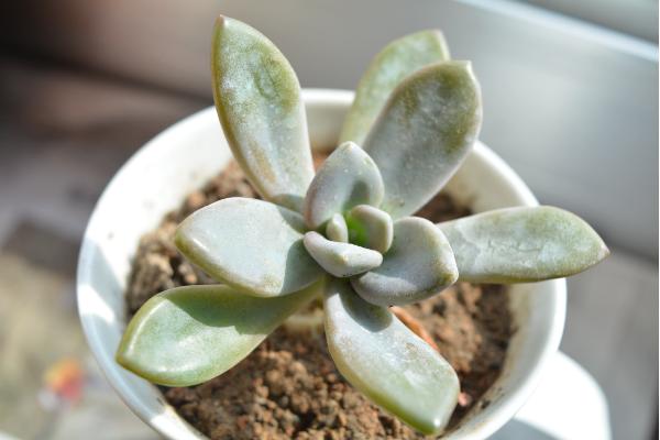 冬美人多肉图片大全(含开花) 冬美人如何养