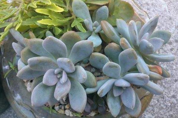 冬美人多肉图片大全(含开花) 冬美人如何养