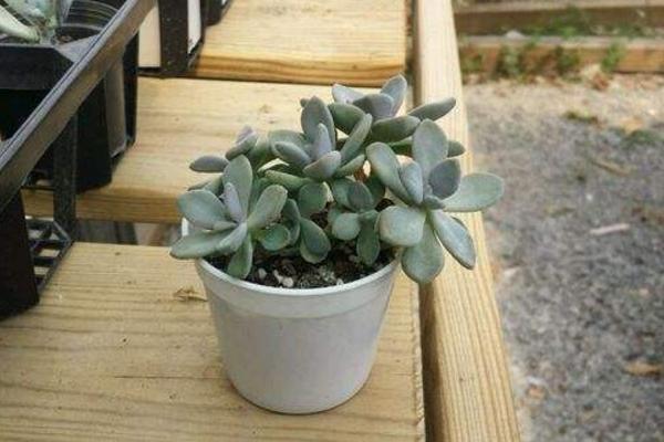 冬美人多肉图片大全(含开花) 冬美人如何养