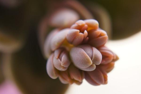 冬美人多肉图片大全(含开花) 冬美人如何养