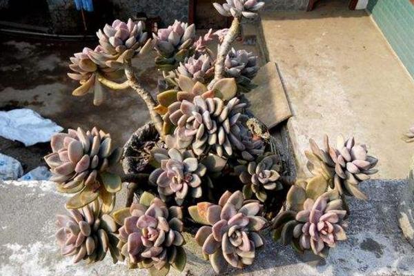 冬美人多肉图片大全(含开花) 冬美人如何养