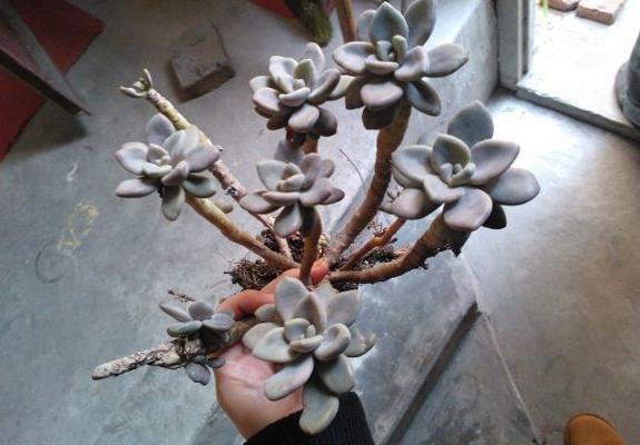 冬美人多肉图片大全(含开花) 冬美人如何养