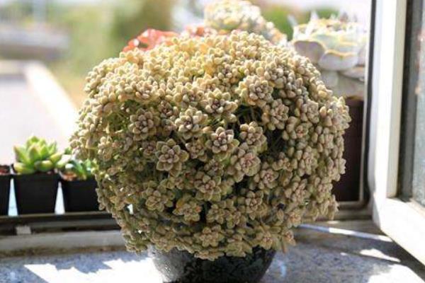 姬秋丽和丸叶姬秋丽的区别是什么(哪个更珍贵) 姬秋丽的家庭养殖方法