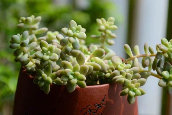 姬秋丽和丸叶姬秋丽的区别是什么(哪个更珍贵) 姬秋丽的家庭养殖方法