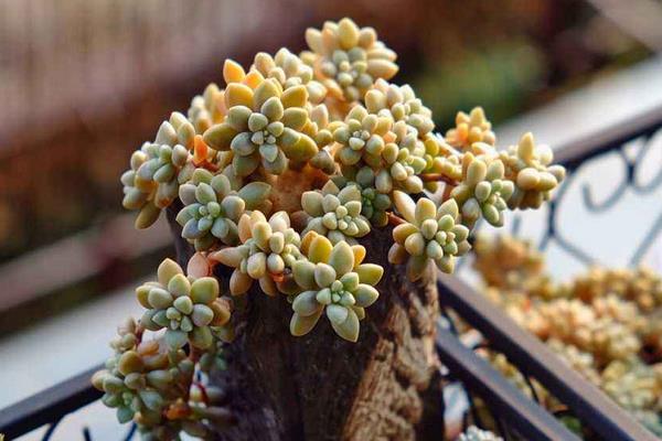 姬秋丽和丸叶姬秋丽的区别是什么(哪个更珍贵) 姬秋丽的家庭养殖方法