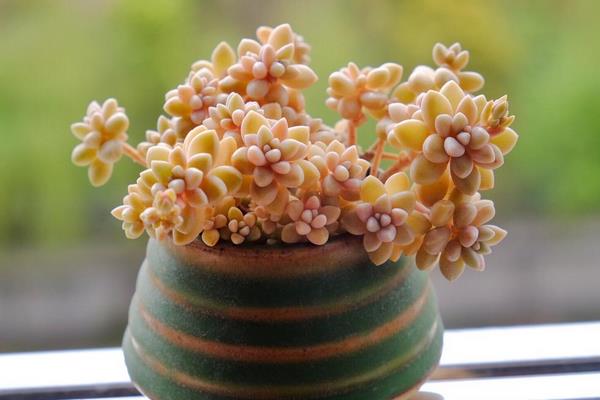 姬秋丽和丸叶姬秋丽的区别是什么(哪个更珍贵) 姬秋丽的家庭养殖方法