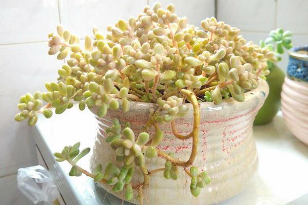 姬秋丽和丸叶姬秋丽的区别是什么(哪个更珍贵) 姬秋丽的家庭养殖方法