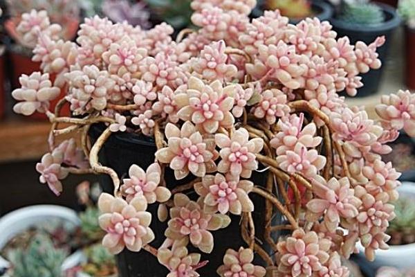 姬秋丽和丸叶姬秋丽的区别是什么(哪个更珍贵) 姬秋丽的家庭养殖方法