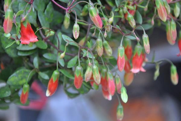 宫灯长寿花一年开几次(什么时候开花) 宫灯长寿花浇水施肥技巧