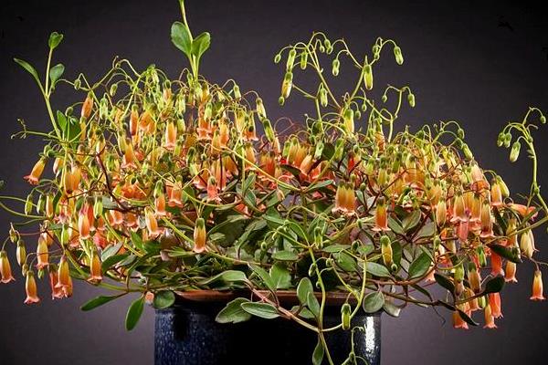 宫灯长寿花一年开几次(什么时候开花) 宫灯长寿花浇水施肥技巧