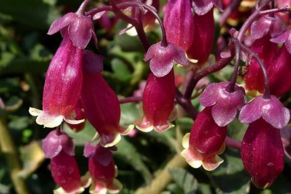 宫灯长寿花一年开几次(什么时候开花) 宫灯长寿花浇水施肥技巧