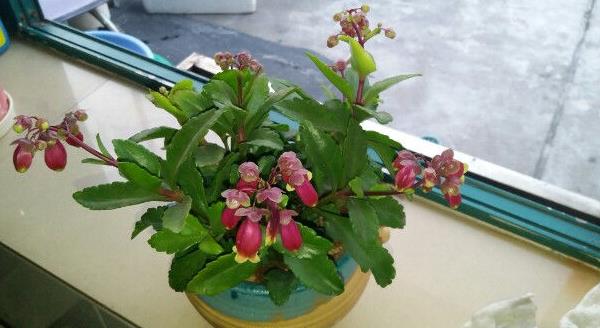 宫灯长寿花一年开几次(什么时候开花) 宫灯长寿花浇水施肥技巧