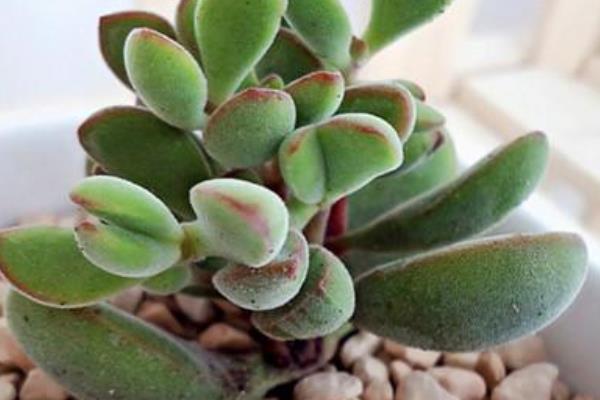 若歌诗养殖方法(爆盆) 多肉若歌诗的扦插繁殖方法