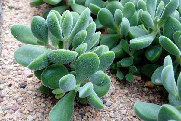 若歌诗养殖方法(爆盆) 多肉若歌诗的扦插繁殖方法