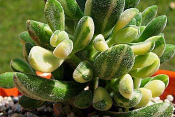 若歌诗养殖方法(爆盆) 多肉若歌诗的扦插繁殖方法