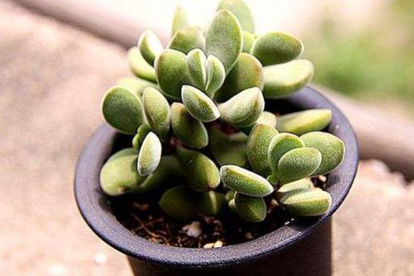 若歌诗养殖方法(爆盆) 多肉若歌诗的扦插繁殖方法