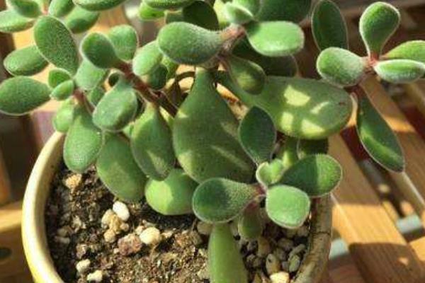 若歌诗养殖方法(爆盆) 多肉若歌诗的扦插繁殖方法