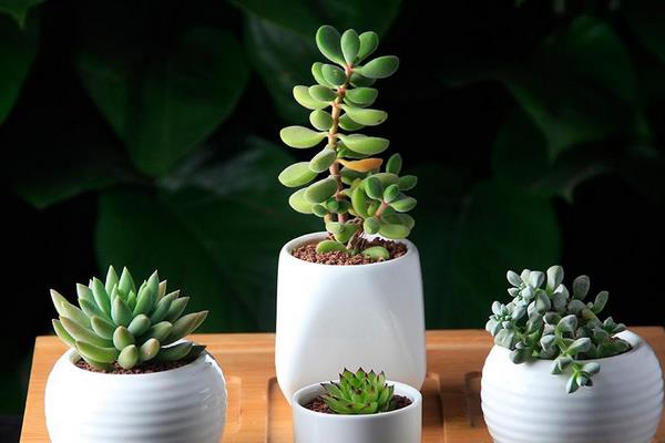 若歌诗养殖方法(爆盆) 多肉若歌诗的扦插繁殖方法