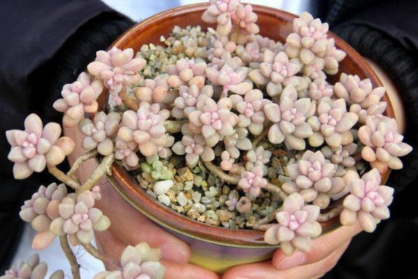 多肉姬秋丽图片大全(含老桩) 姬秋丽特点与简介