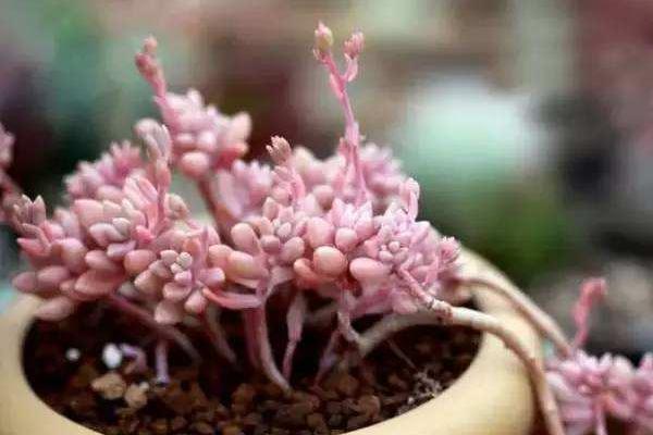 多肉姬秋丽图片大全(含老桩) 姬秋丽特点与简介