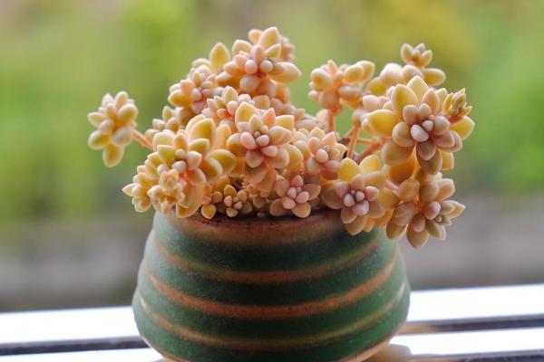 多肉姬秋丽图片大全(含老桩) 姬秋丽特点与简介