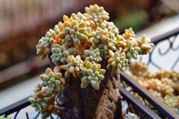 多肉姬秋丽图片大全(含老桩) 姬秋丽特点与简介