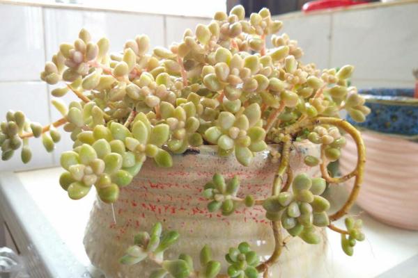 多肉姬秋丽图片大全(含老桩) 姬秋丽特点与简介